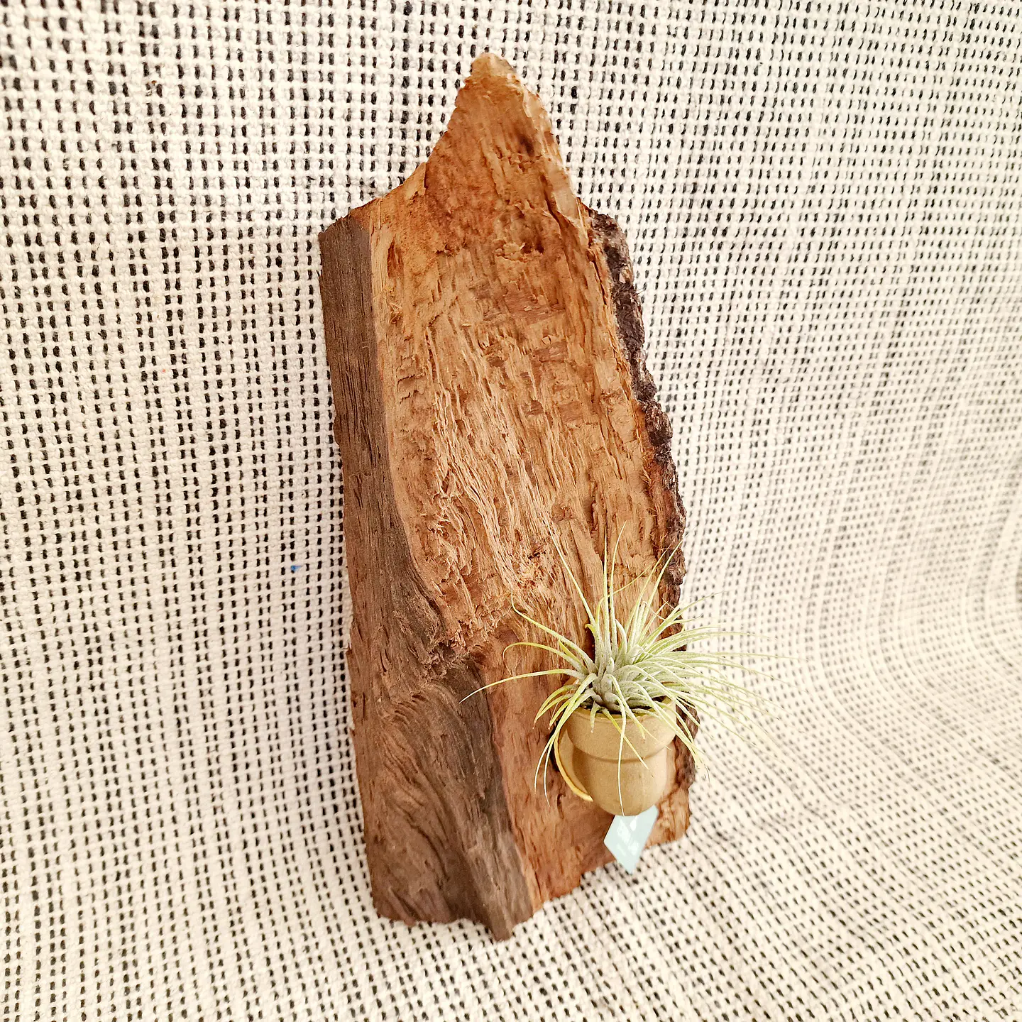 Air Plant Stand in Holm Oak Wood with Copper Connector + Air Plant 2