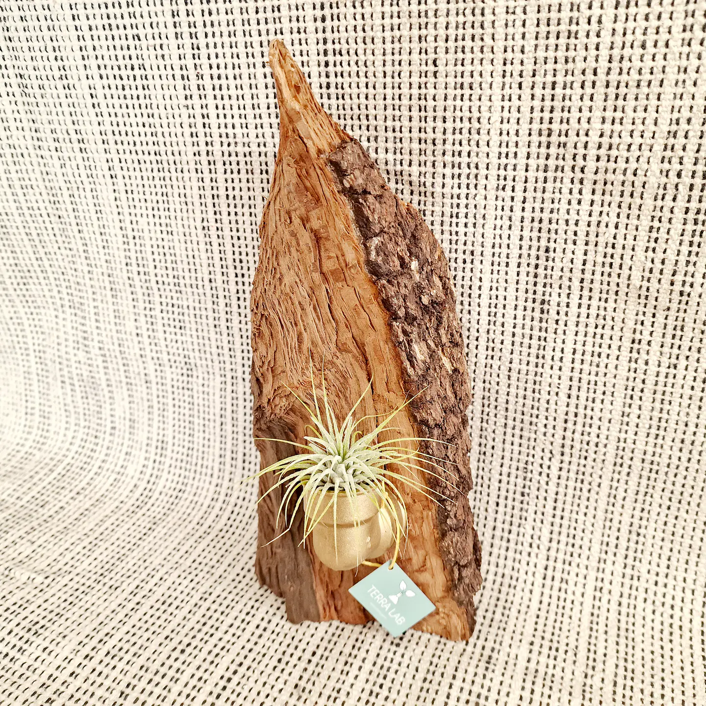 Air Plant Stand in Holm Oak Wood with Copper Connector + Air Plant 3