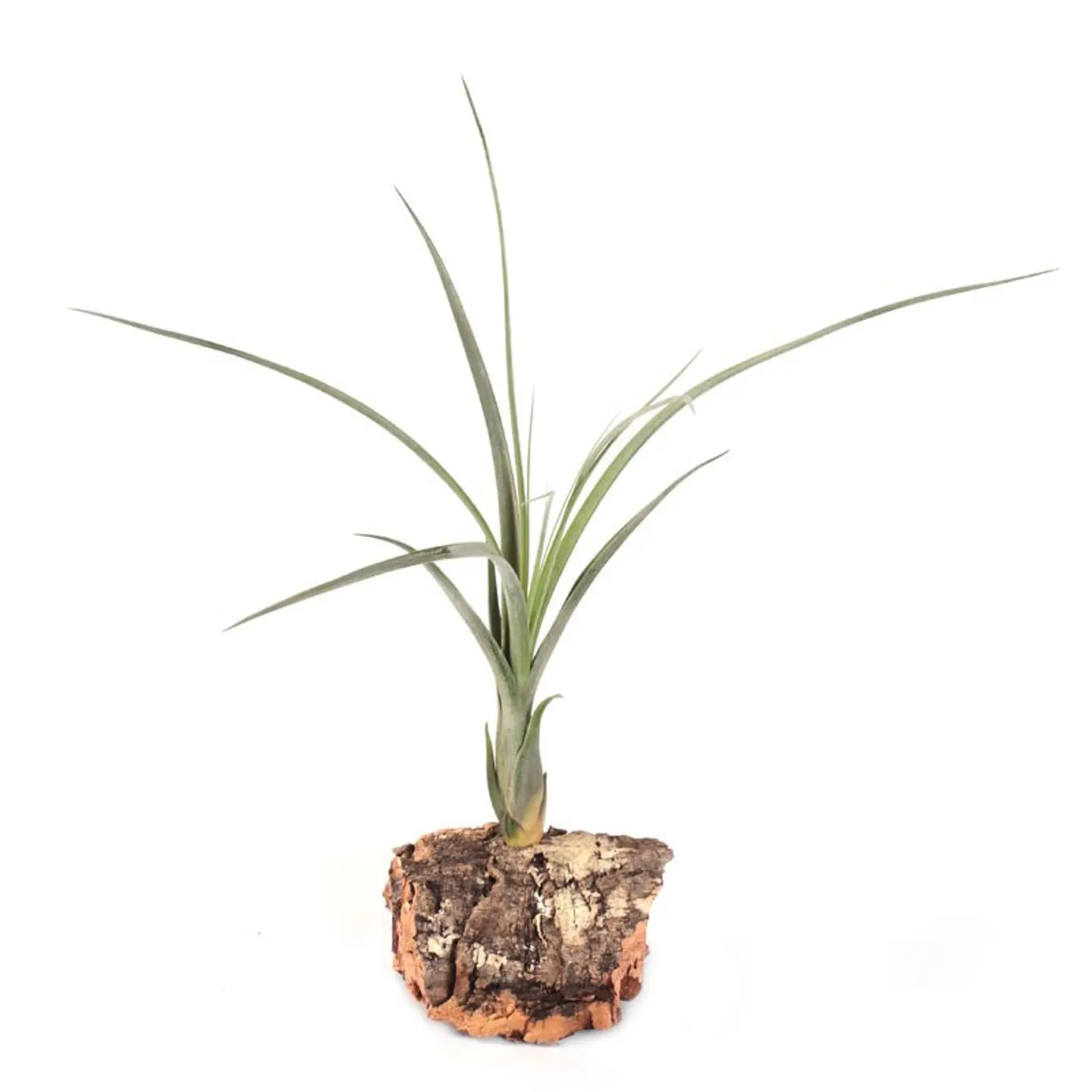 Tillandsia Balbisiana 1