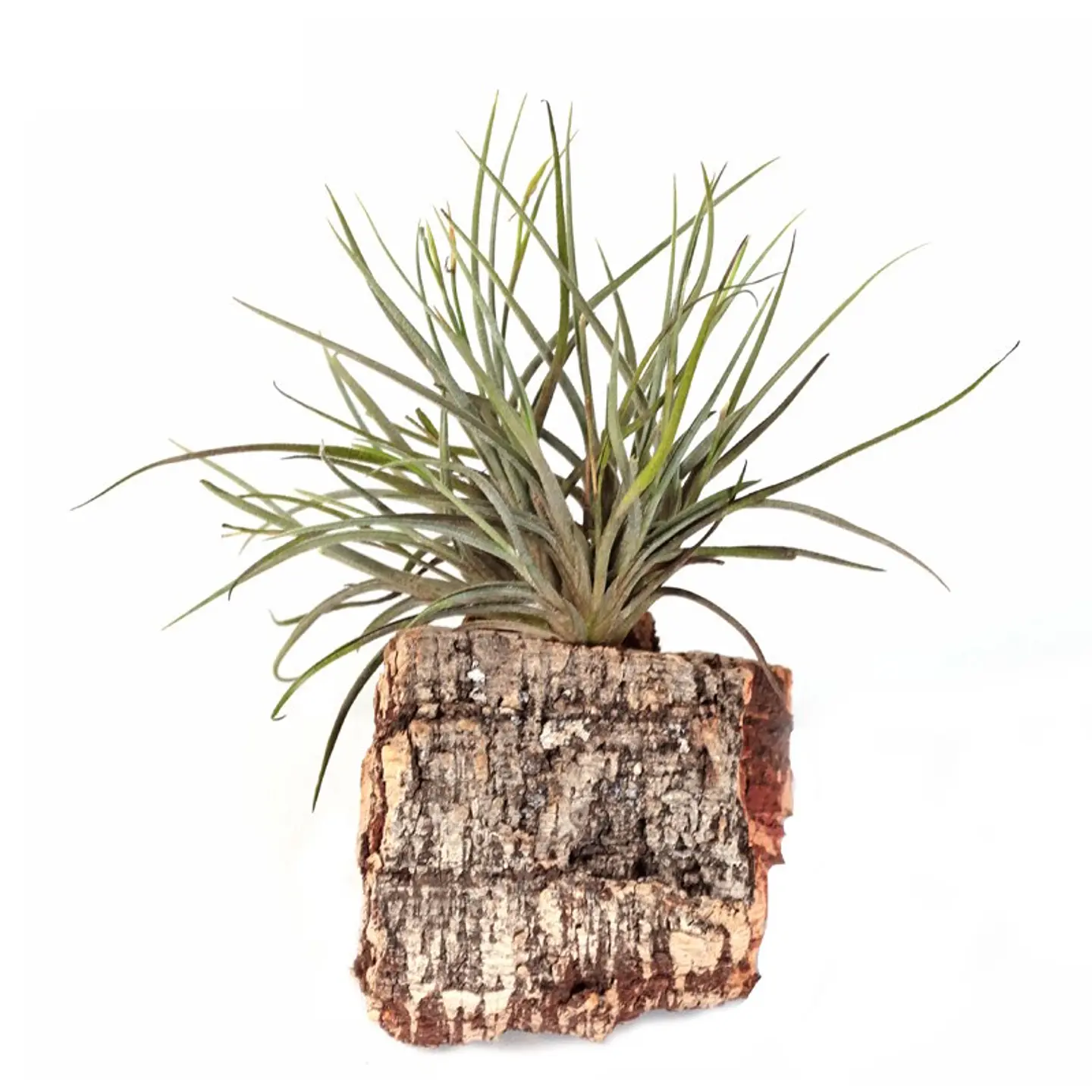 Tillandsia Bandensis 1