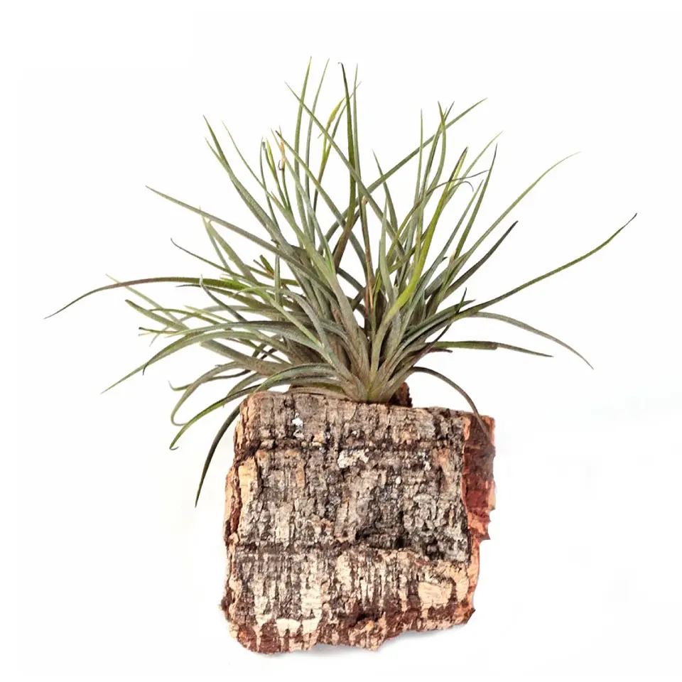 Tillandsia Bandensis 1