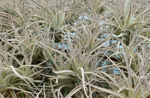 Tillandsia Leonamiana