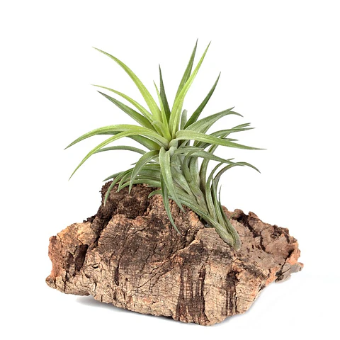 Tillandsia Neglecta