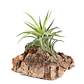 Tillandsia Neglecta - Thumbnail 1