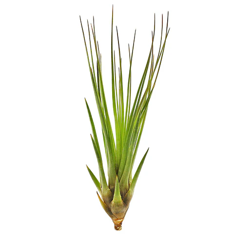 Tillandsia Tricolor