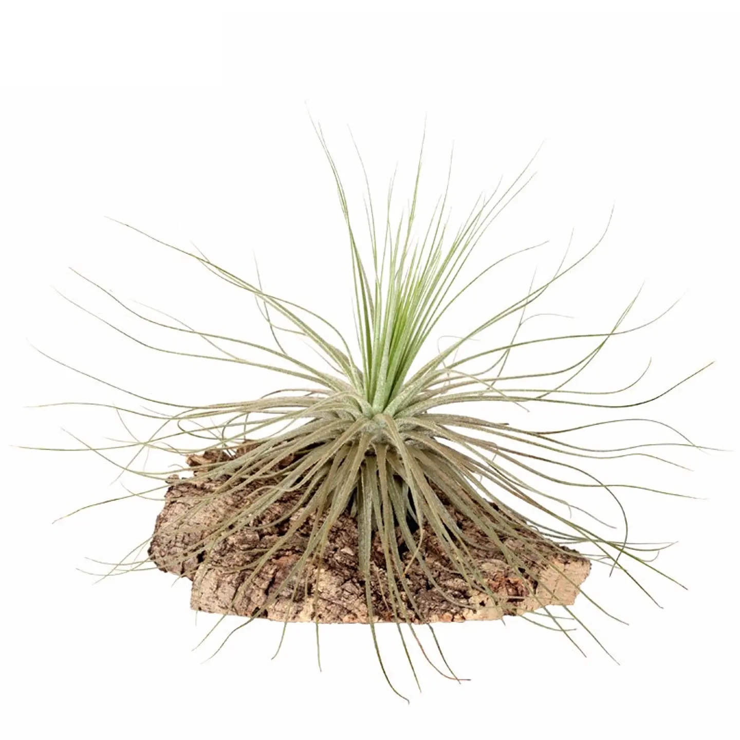 Tillandsia Magnusiana 1