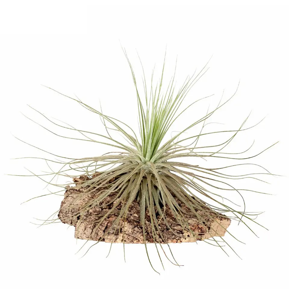 Tillandsia Magnusiana 1