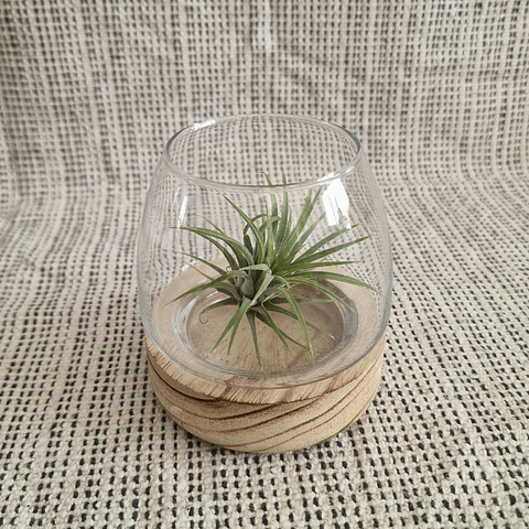 Mini Terrário em Madeira de Tung Natural