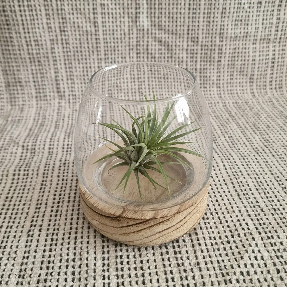 Mini Terrário em Madeira de Tung Natural 1