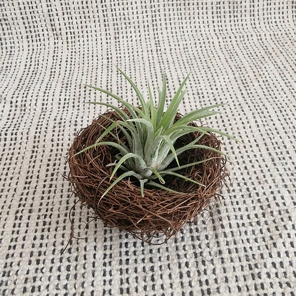 Nest for Air Plants 1