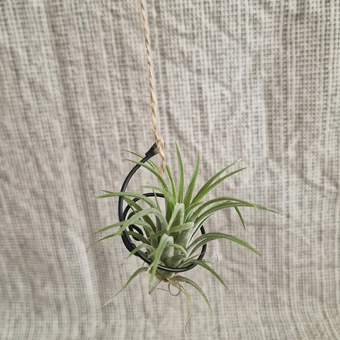 Spiral Support for Air Plants