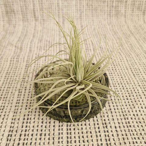 Suporte Taça de Vidro para Air Plants