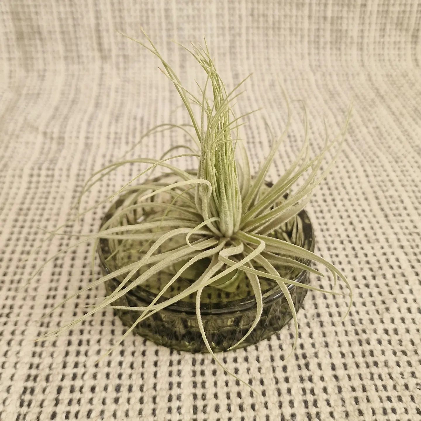 Suporte Taça de Vidro para Air Plants 1