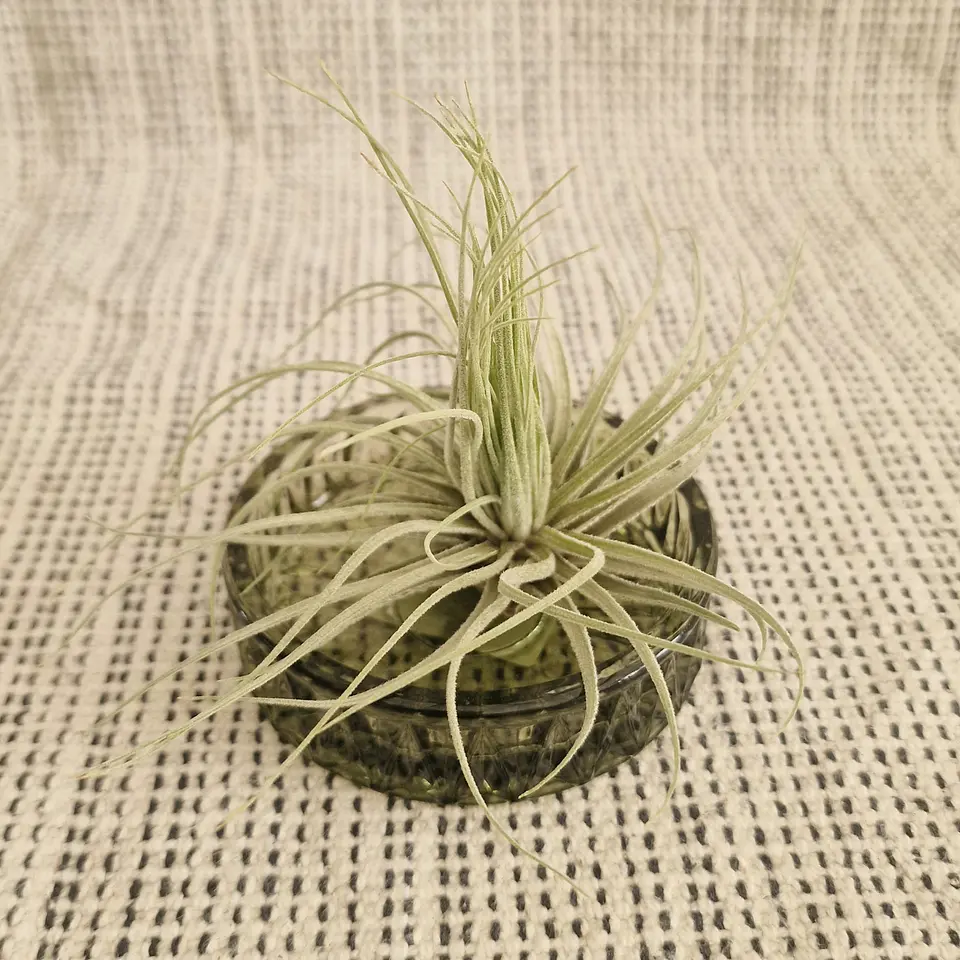 Suporte Taça de Vidro para Air Plants 1