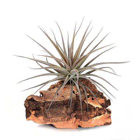 Tillandsia Aeranthos Negra