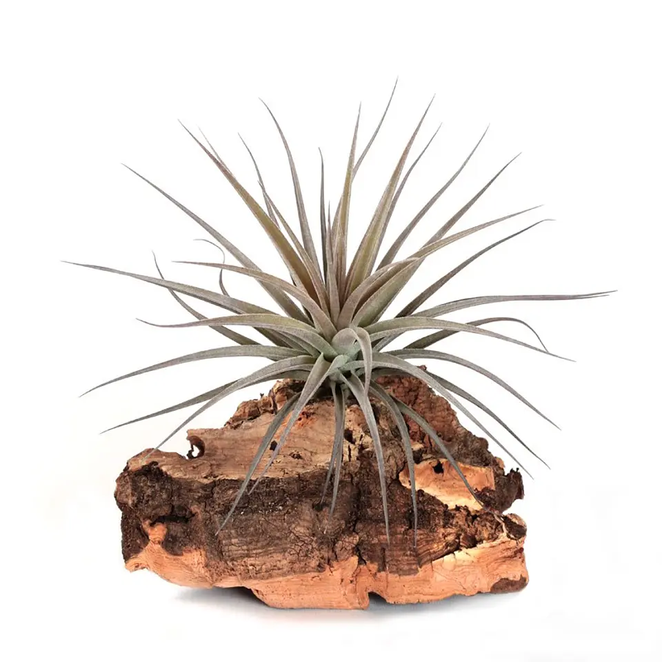 Tillandsia Aeranthos Negra 1