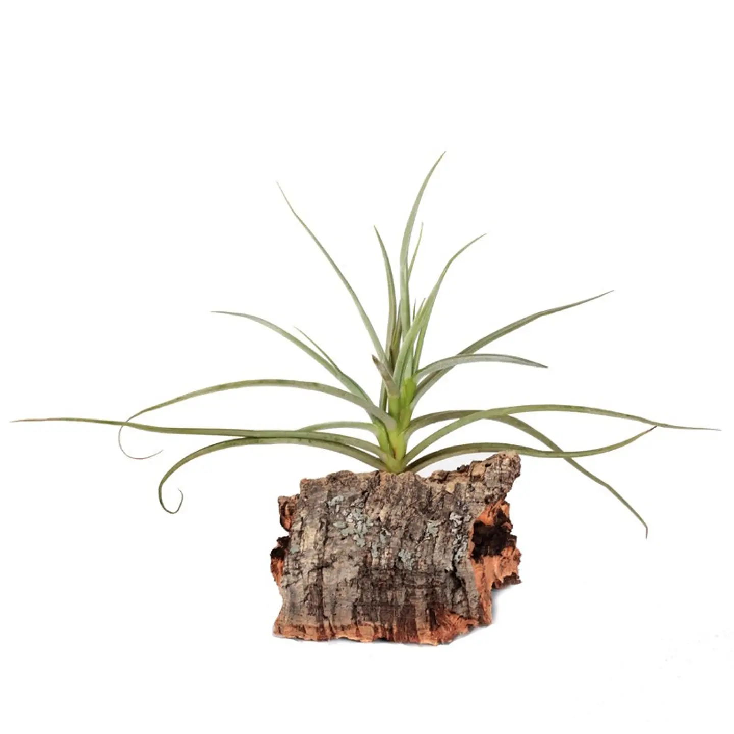 Tillandsia Caliginosa 1