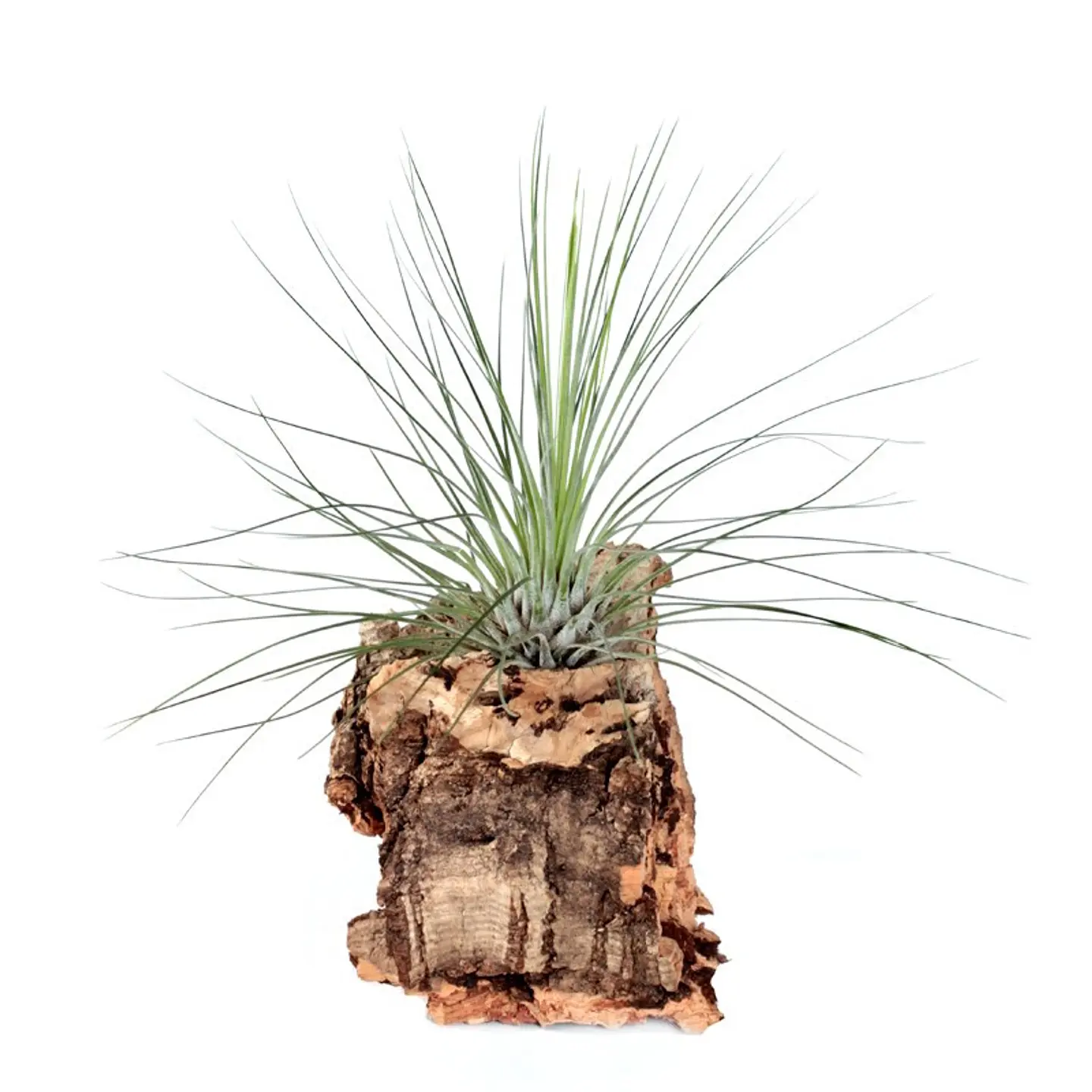 Tillandsia Filifolia 1