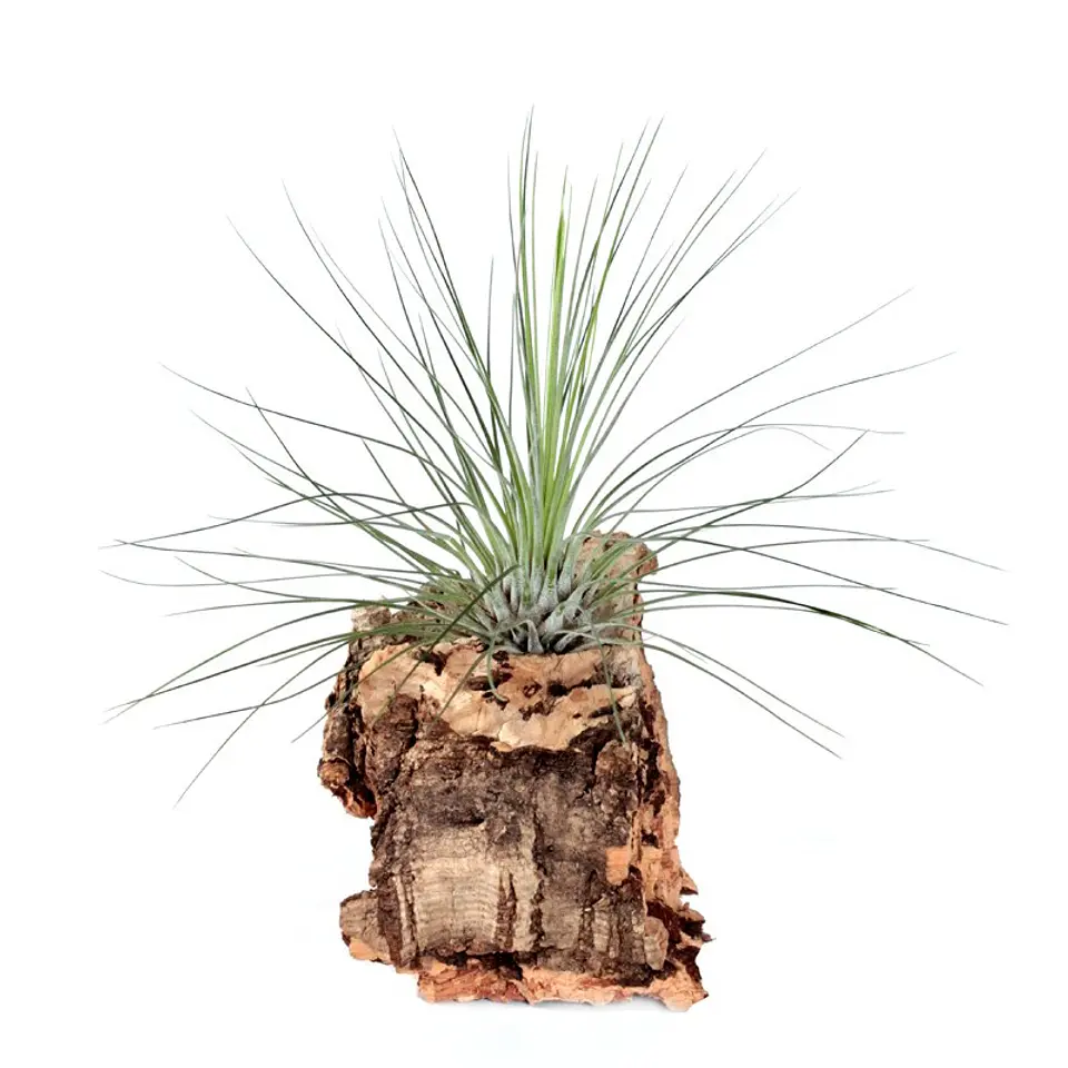 Tillandsia Filifolia 1