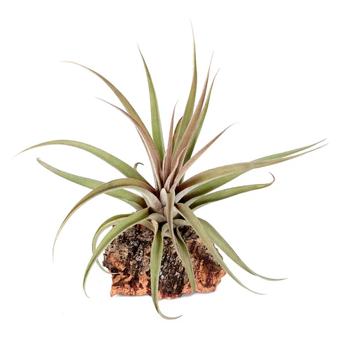Tillandsia Capitata Peach