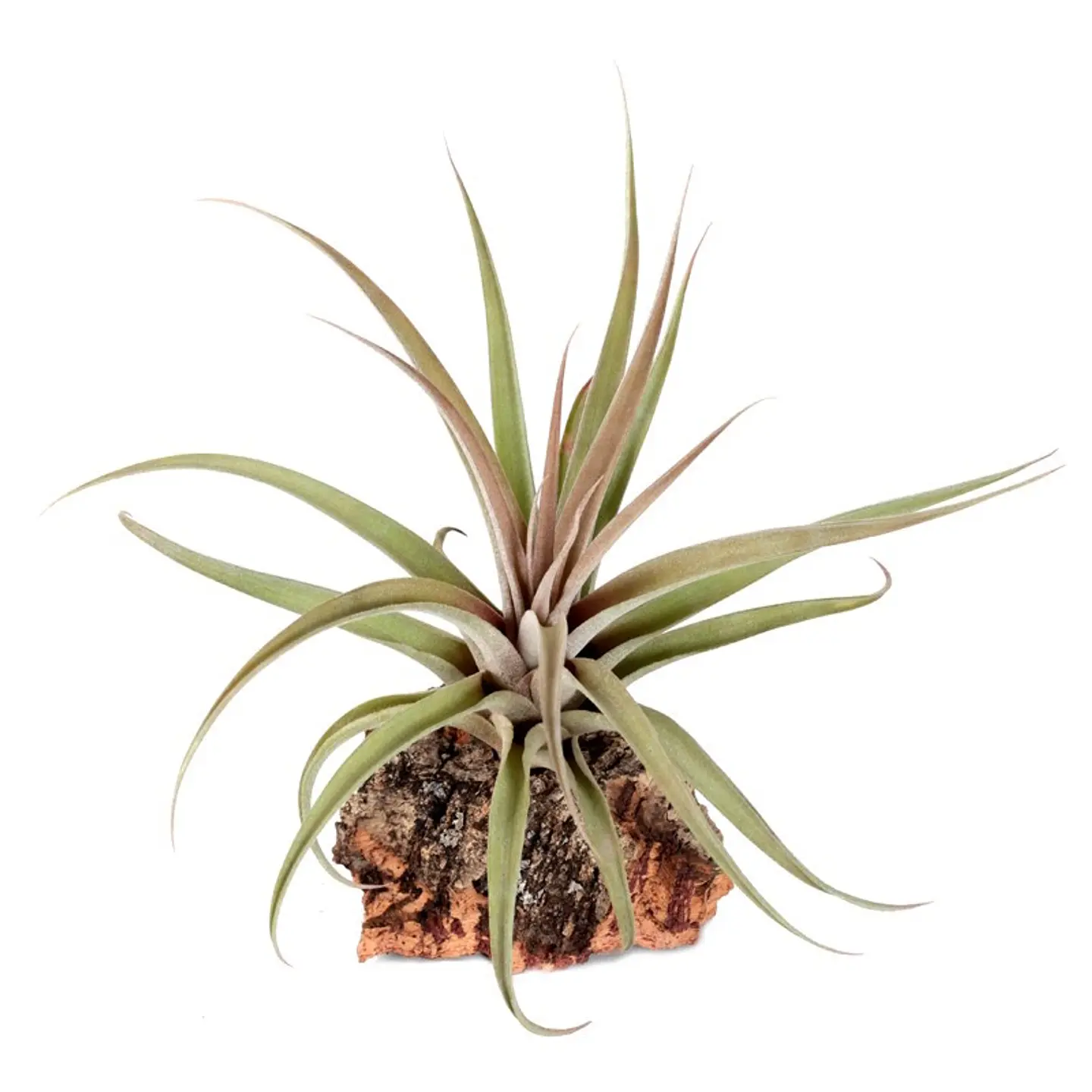 Tillandsia Capitata Peach 1