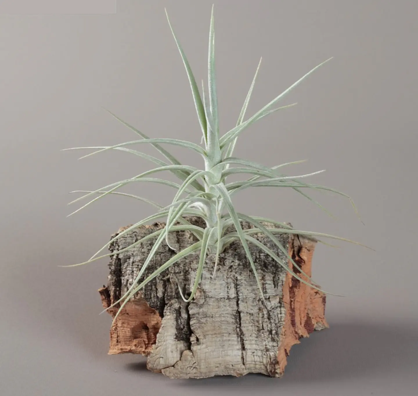 Tillandsia Tectorum x Paleacea 1