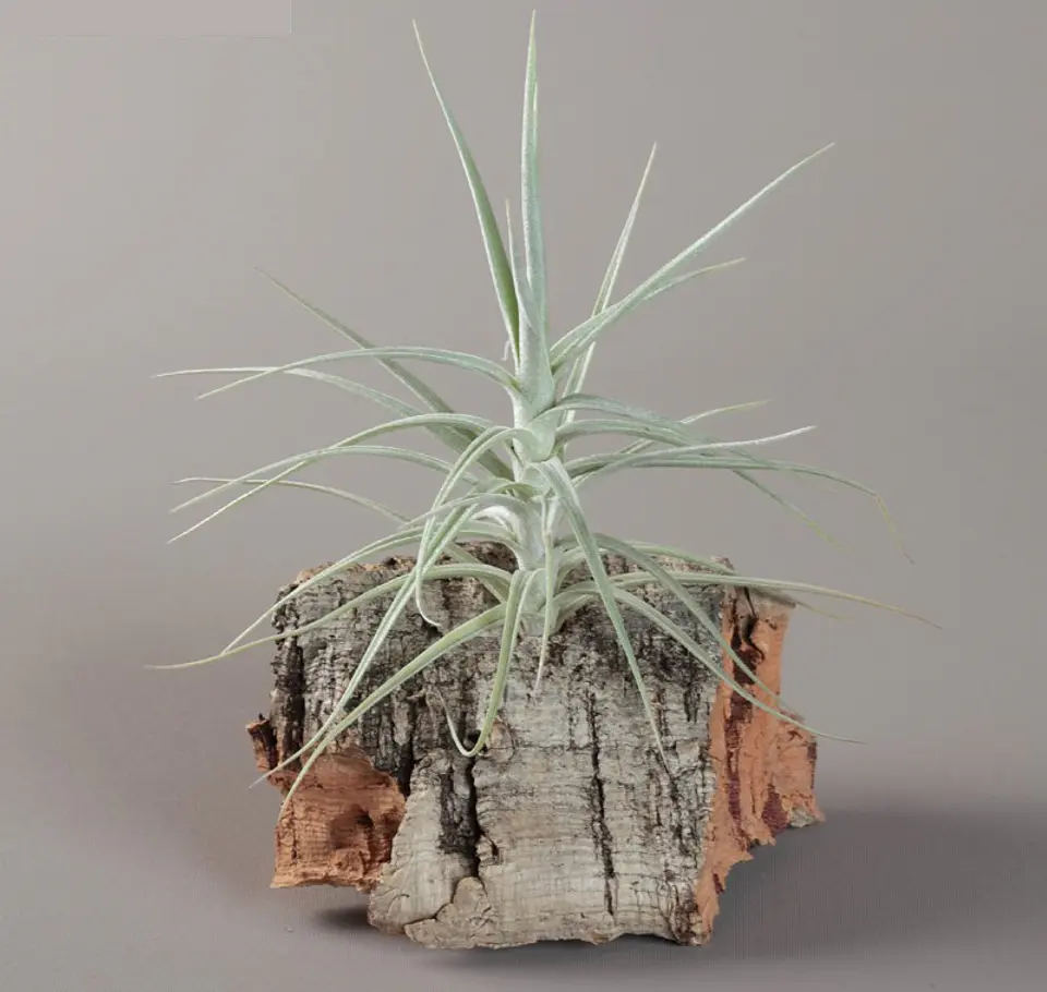Tillandsia Tectorum x Paleacea 1