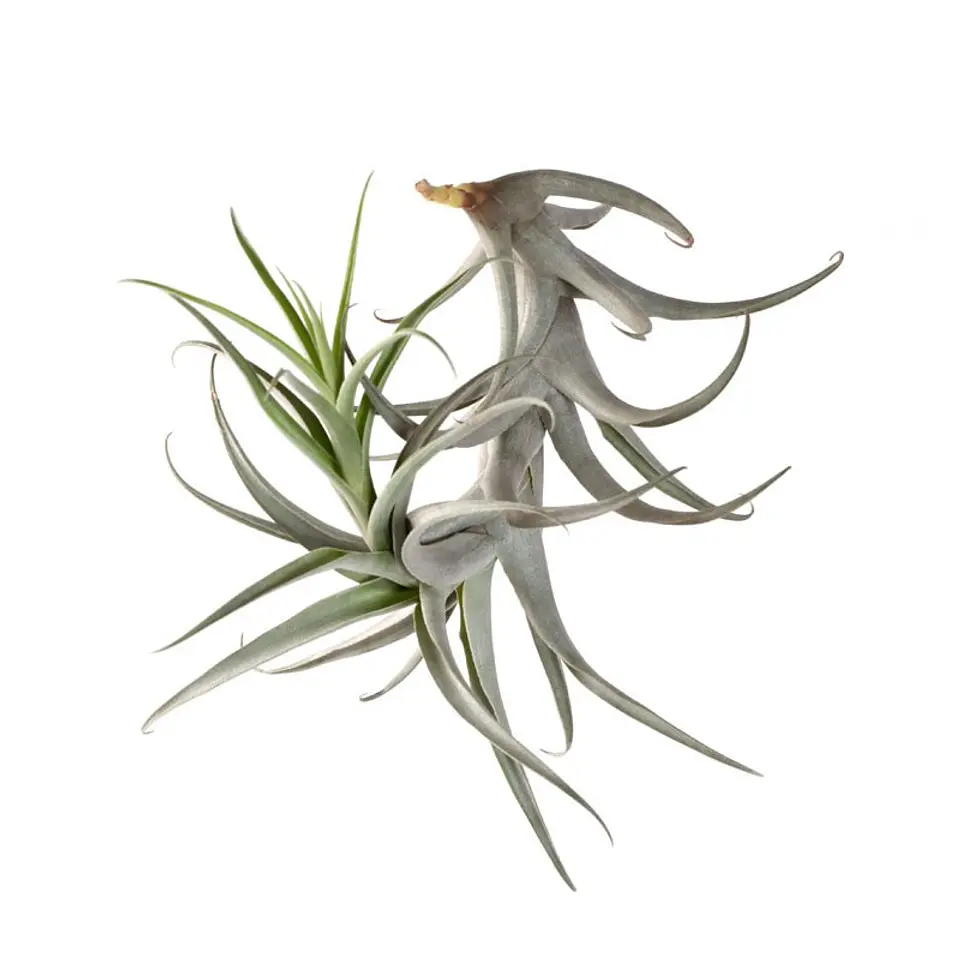 Tillandsia Cauligera 1