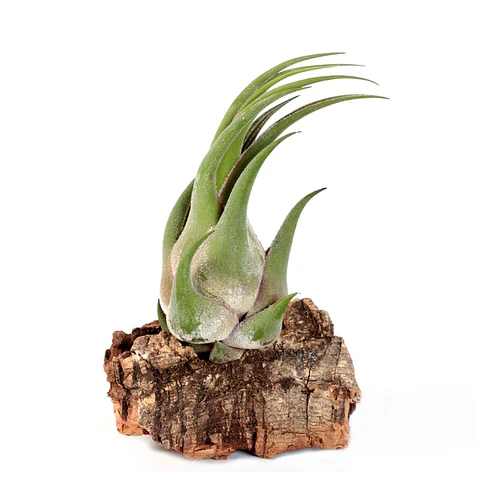 Tillandsia Seleriana
