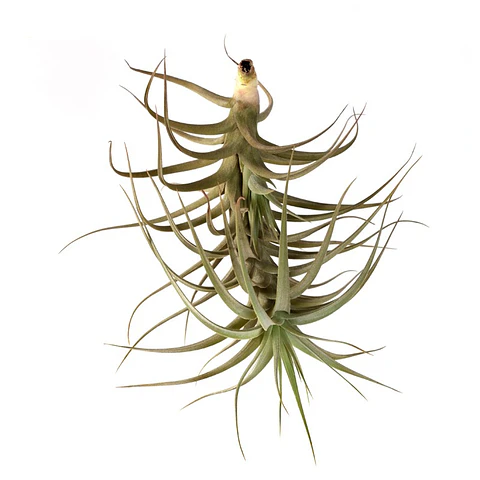 Tillandsia Bergeri