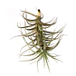 Tillandsia Bergeri - thumbnail 1