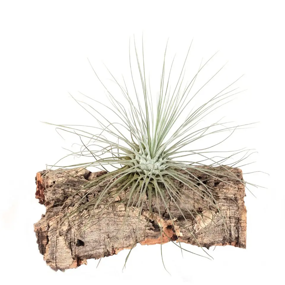 Tillandsia Fuchsii f. Gracilis 1