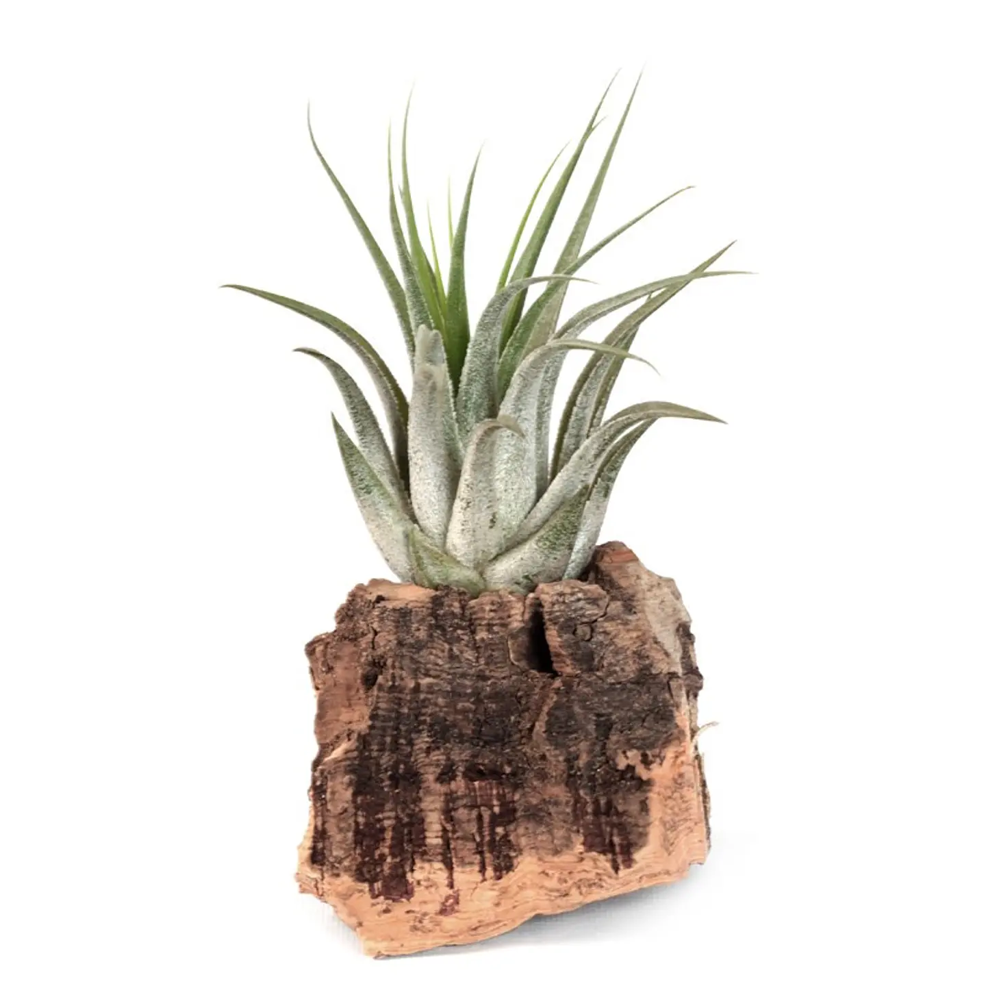 Tillandsia Scaposa  1