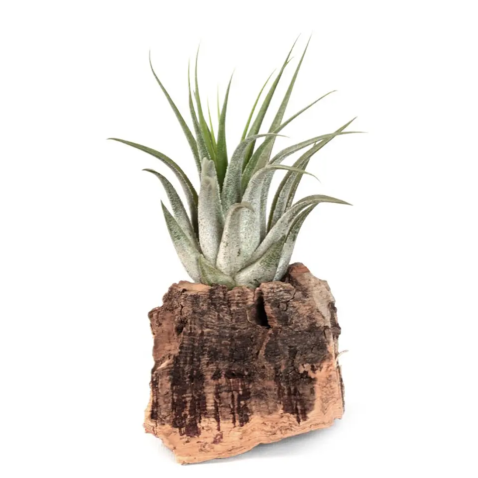 Tillandsia Scaposa  1
