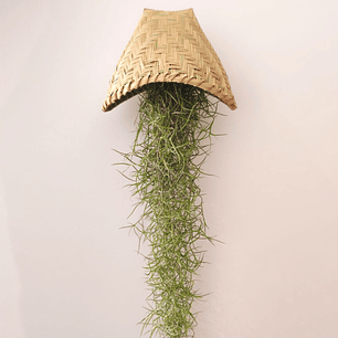 Cesto Artesanal do Laos – Suporte para Air Plants