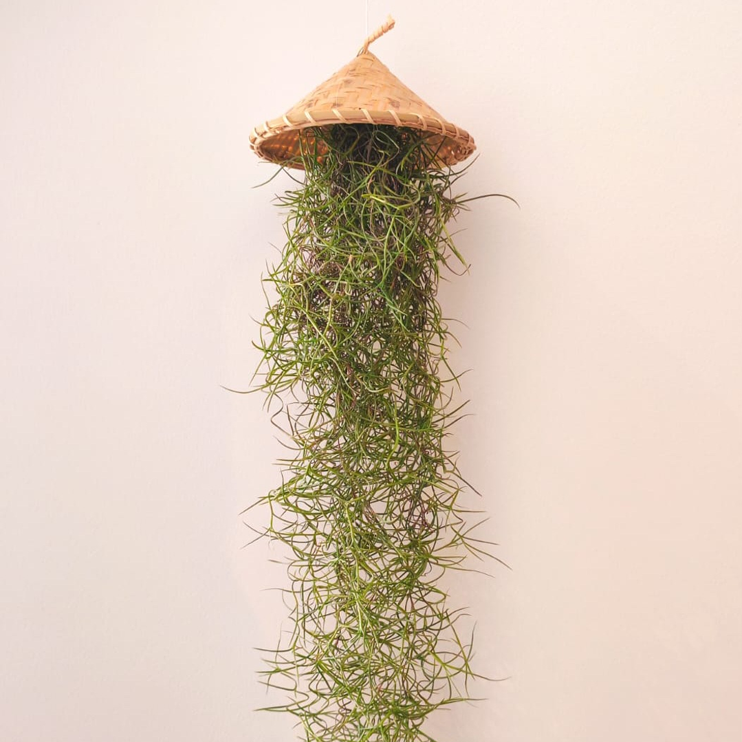 Cesto Artesanal do Laos – Suporte para Air Plants 1