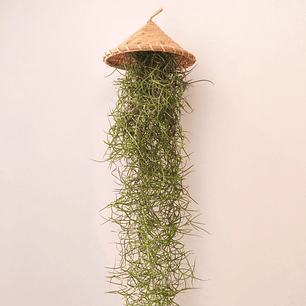 Cesto Artesanal do Laos – Suporte para Air Plants