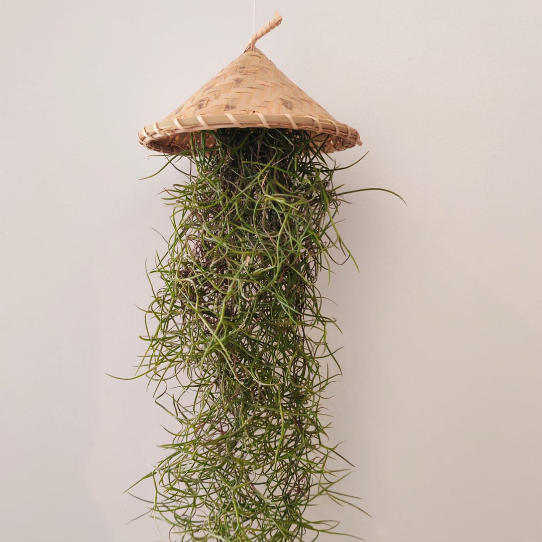 Cesto Artesanal do Laos – Suporte para Air Plants 3