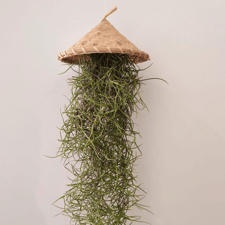 Cesto Artesanal do Laos – Suporte para Air Plants 3