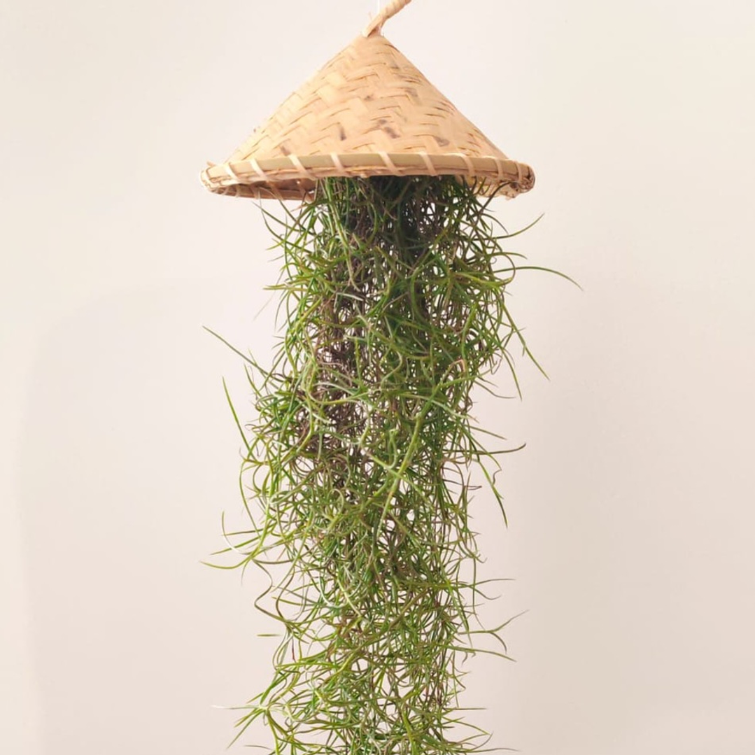 Cesto Artesanal do Laos – Suporte para Air Plants 4
