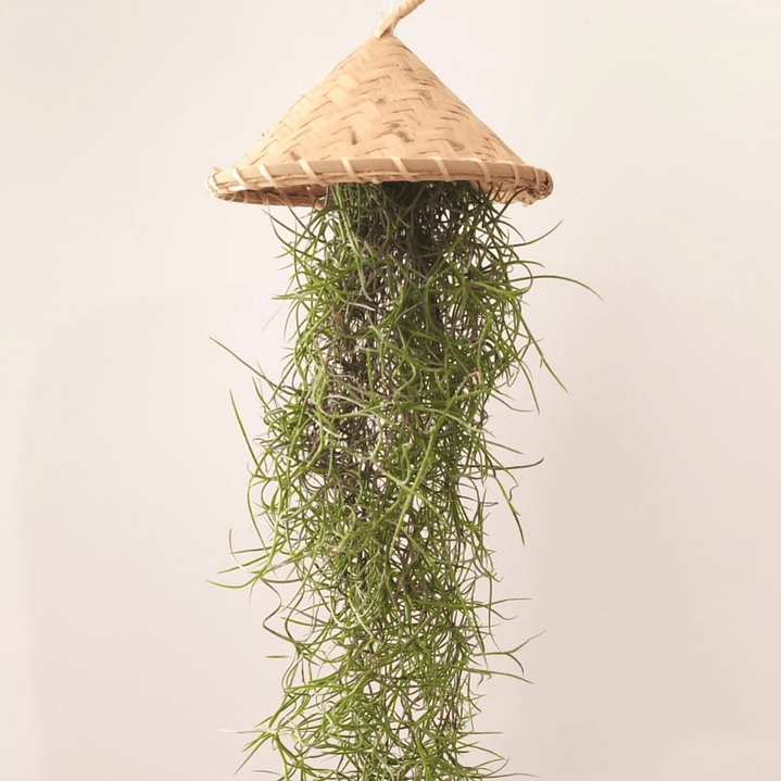 Cesto Artesanal do Laos – Suporte para Air Plants 4