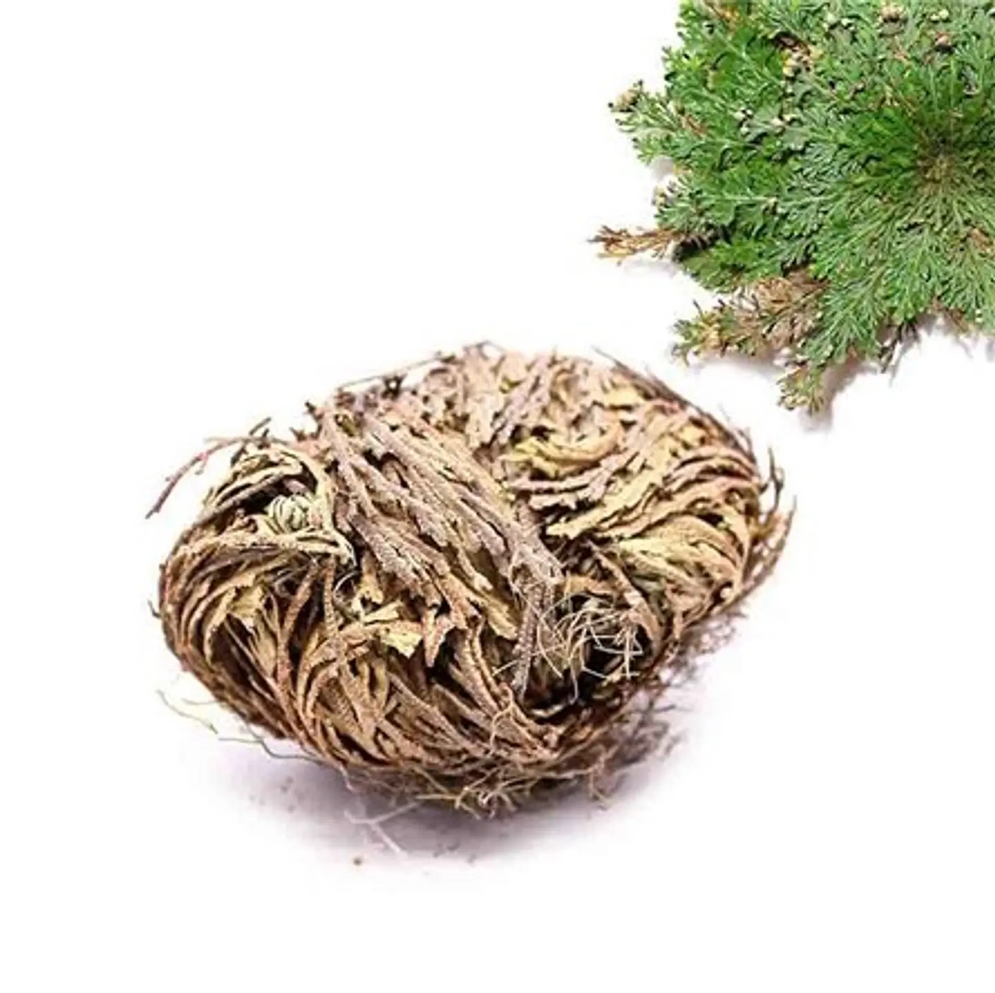 Rosa de Jericó 2
