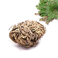 Rose of Jericho - thumbnail 2