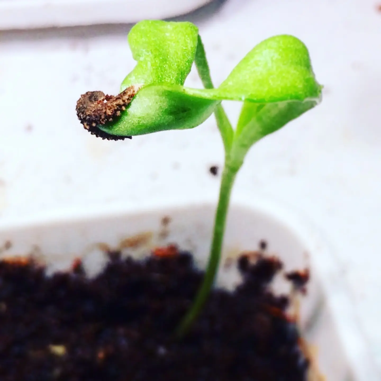Plantable postcards with vegetable and herb seeds. 8