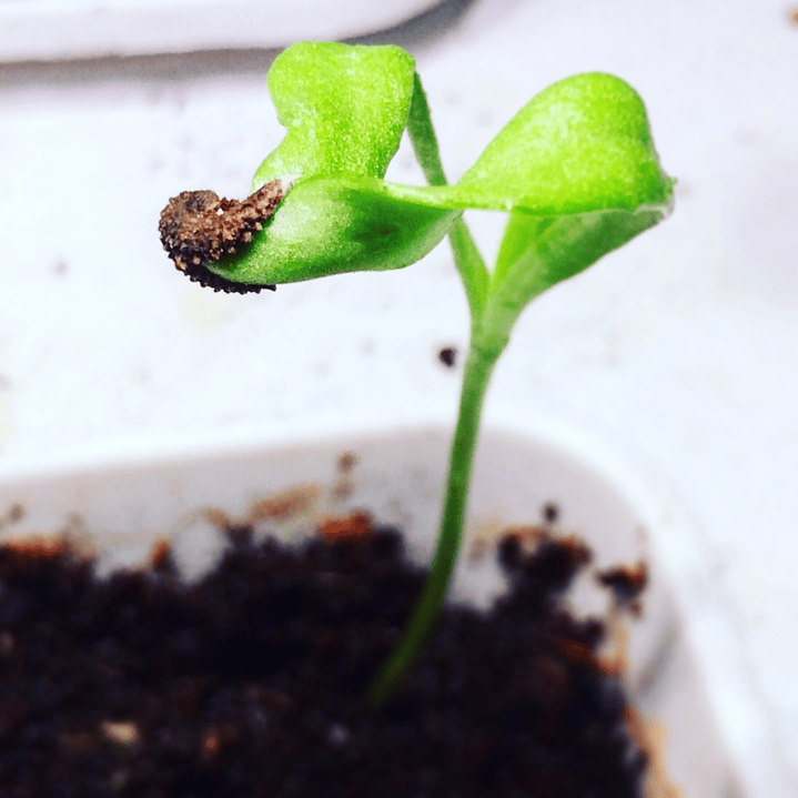 Plantable postcards with vegetable and herb seeds. 8