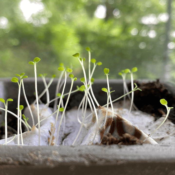 Plantable postcards with vegetable and herb seeds. 9