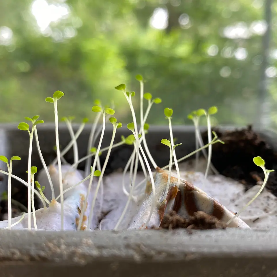 Plantable postcards with vegetable and herb seeds. 9