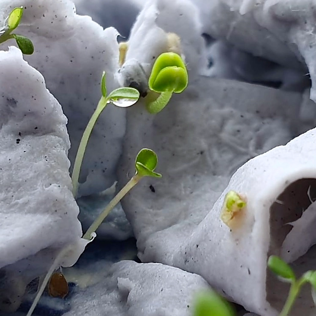 Plantable postcards with vegetable and herb seeds. 10