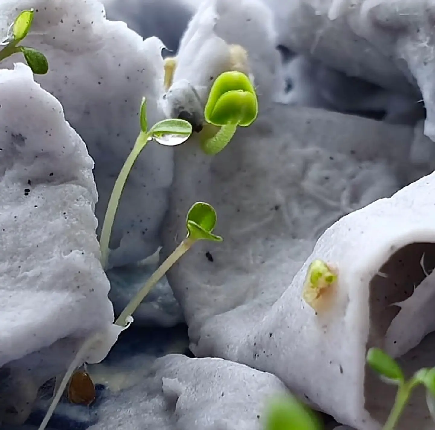 Plantable postcards with vegetable and herb seeds. 10