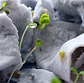 Plantable postcards with vegetable and herb seeds. - thumbnail 10